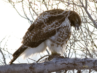 Red tailed Hawk